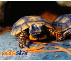 Yellow Footed Tortoises